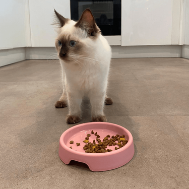 Beco Steady Food & Water Cat Bowl - Blue